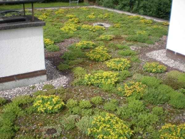 EFH Steinenkreuzstrasse – Dachbegrünung